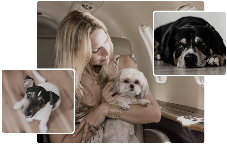 Pourquoi choisir notre service d'affrètement de jet acceptant les animaux de compagnie | aircraftcharter.com